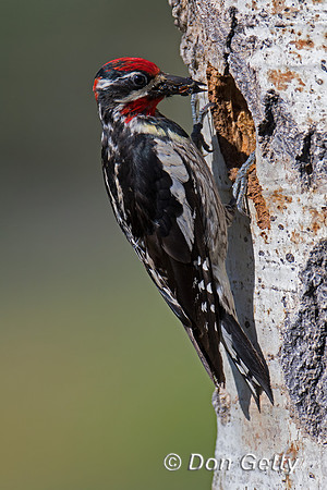Red-naped Sapsucker