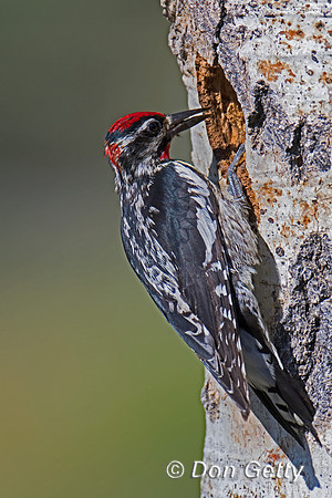 Red-naped Sapsucker