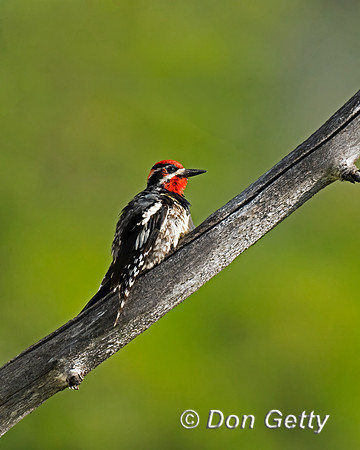 Red-naped Sapsucker