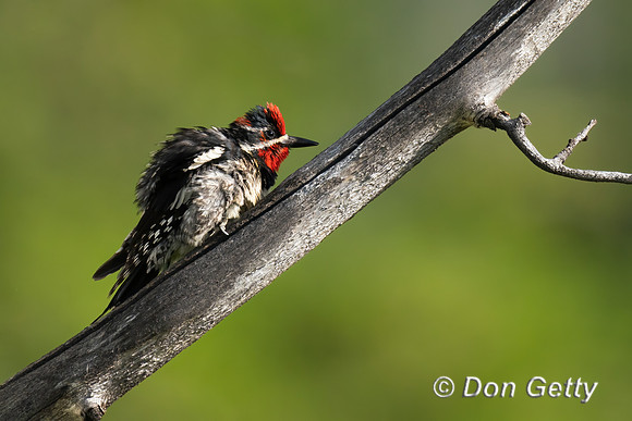 Red-naped Sapsucker