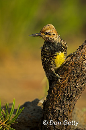 Williamsons Sapsucker