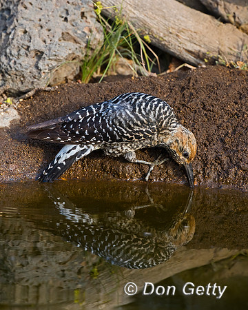 Williamsons Sapsucker