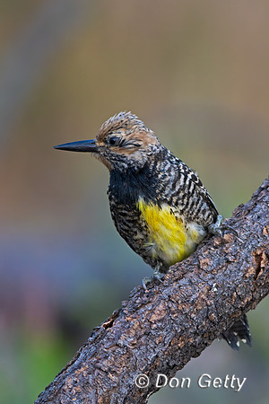 Williamsons Sapsucker