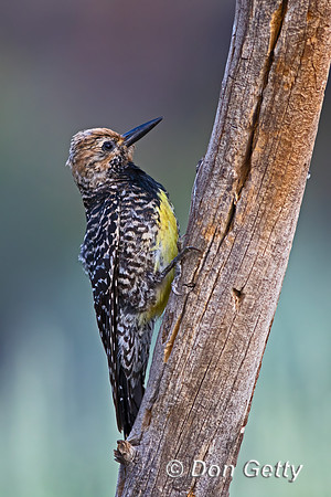Williamsons Sapsucker