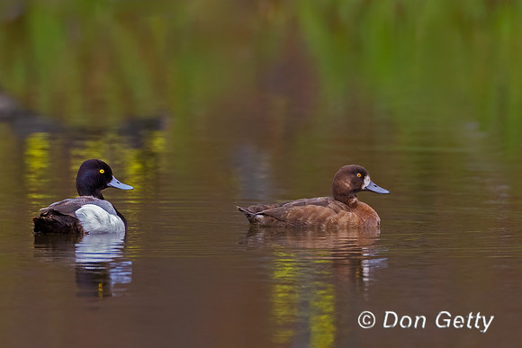 Lesser Scaup
