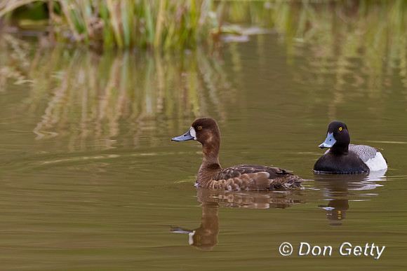 Lesser Scaup