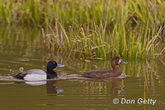Lesser Scaup