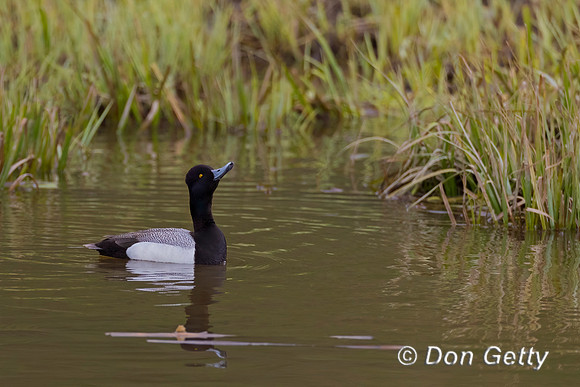 Lesser Scaup