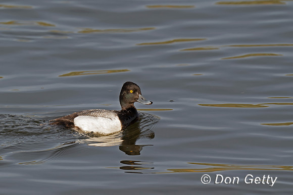 Lesser Scaup