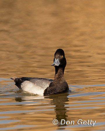 Lesser Scaup