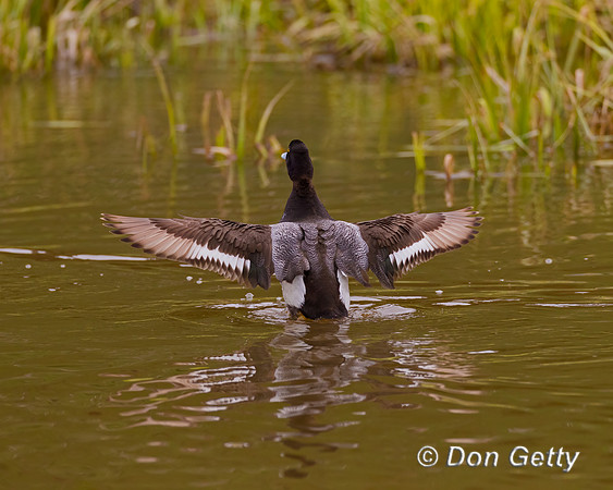 Lesser Scaup