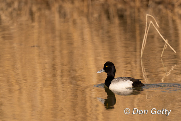 Lesser Scaup