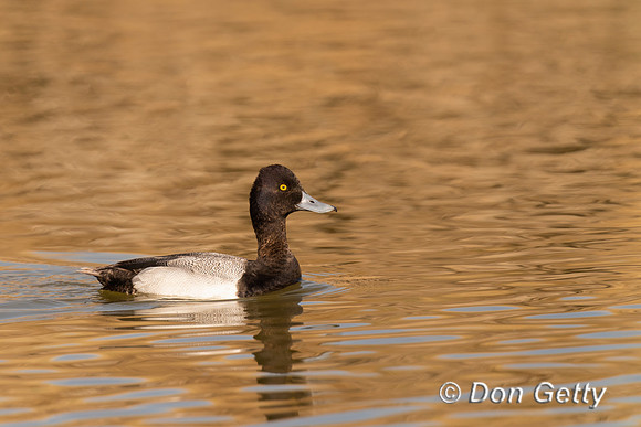 Lesser Scaup