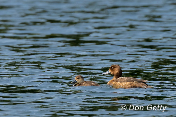 Lesser Scaup