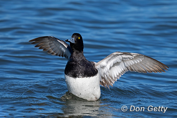 Lesser Scaup