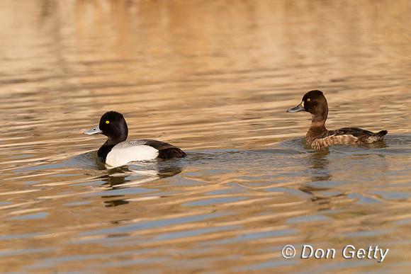 Lesser Scaup
