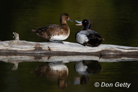 Lesser Scaup