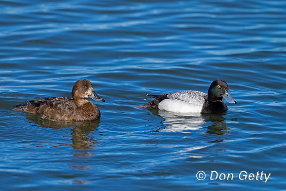 Lesser Scaup