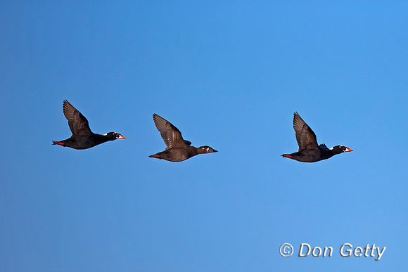 Surf Scoter