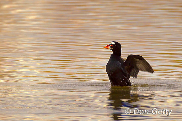 Surf Scoter