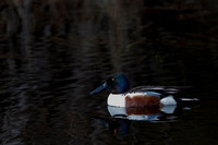 Northern Shoveler