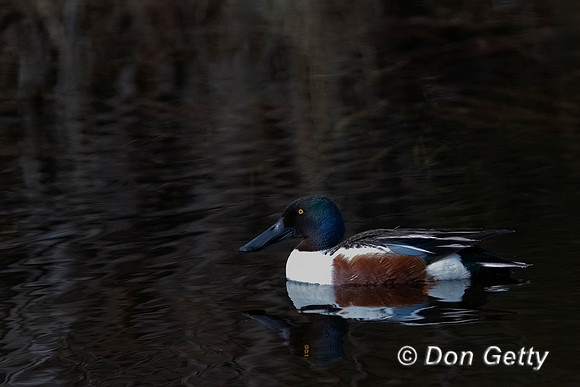 Northern Shoveler