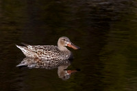 Northern Shoveler