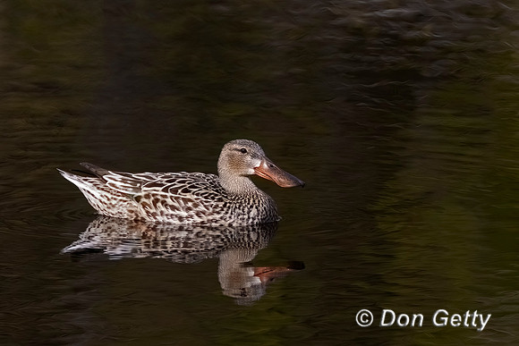 Northern Shoveler