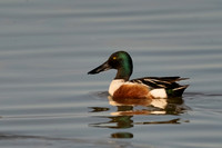 Northern Shoveler