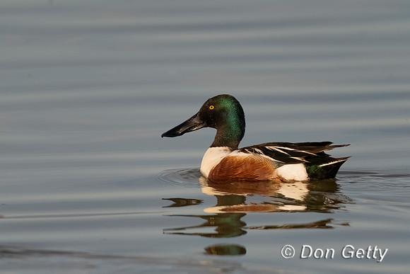 Northern Shoveler