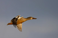 Northern Shoveler