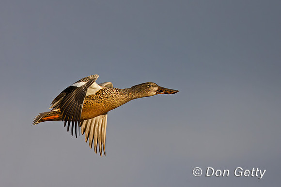Northern Shoveler