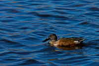 Northern Shoveler