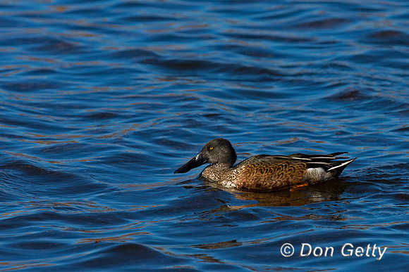 Northern Shoveler