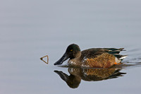 Northern Shoveler