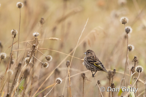 Pine Siskin