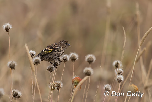 Pine Siskin