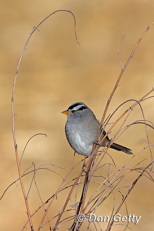 White-crowned Sparrow
