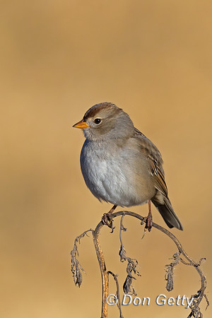 White-crowned Sparrow