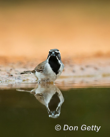 Black-throated Sparrow