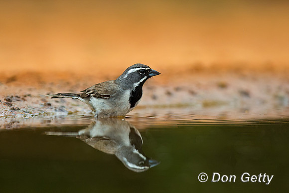 Black-throated Sparrow