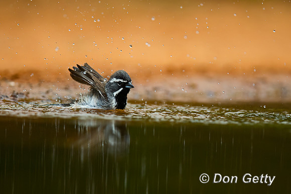 Black-throated Sparrow