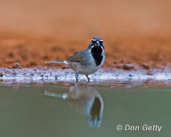 Black-throated Sparrow