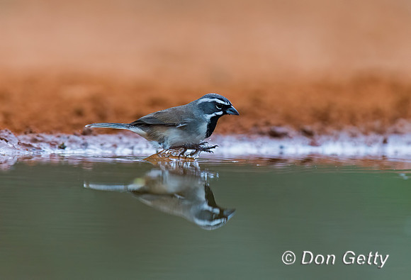 Black-throated Sparrow