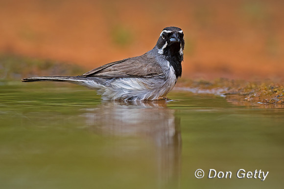 Black-throated Sparrow