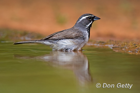 Black-throated Sparrow