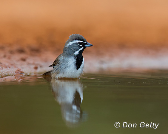 Black-throated Sparrow