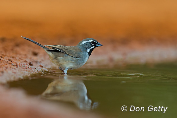 Black-throated Sparrow