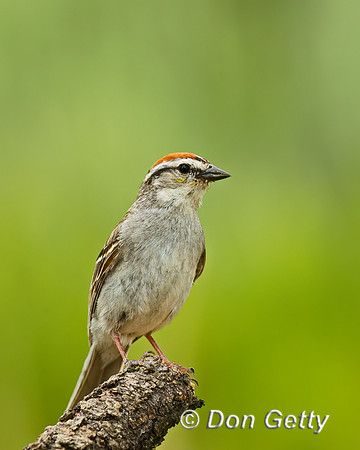 Chipping Sparrow