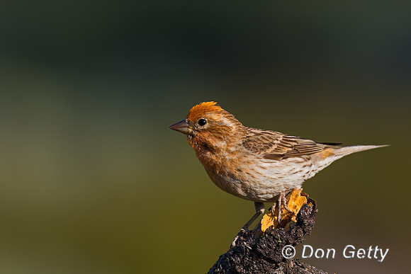 Chipping Sparrow